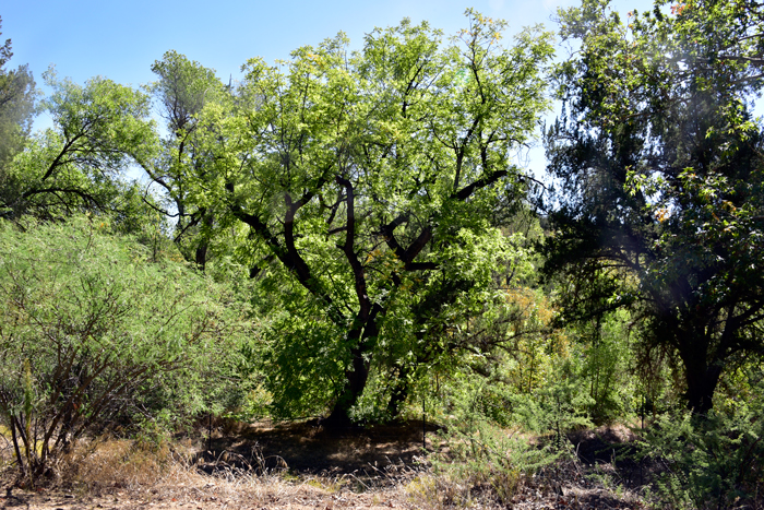 Tree of Heaven is highly invasive and is found in; disturbed areas, adaptable to very poor soils and pollution, often found in disturbed natural areas and industrial areas, common near old habitations, along irrigation ditches, floodplains, roadsides, oak woodlands, grasslands and along riparian areas. Ailanthus altissima Tree of Heaven is highly invasive and is found in; disturbed areas, adaptable to very poor soils and pollution, often found in disturbed natural areas and industrial areas, common near old habitations, along irrigation ditches, floodplains, roadsides, oak woodlands, grasslands and along riparian areas. Ailanthus altissima